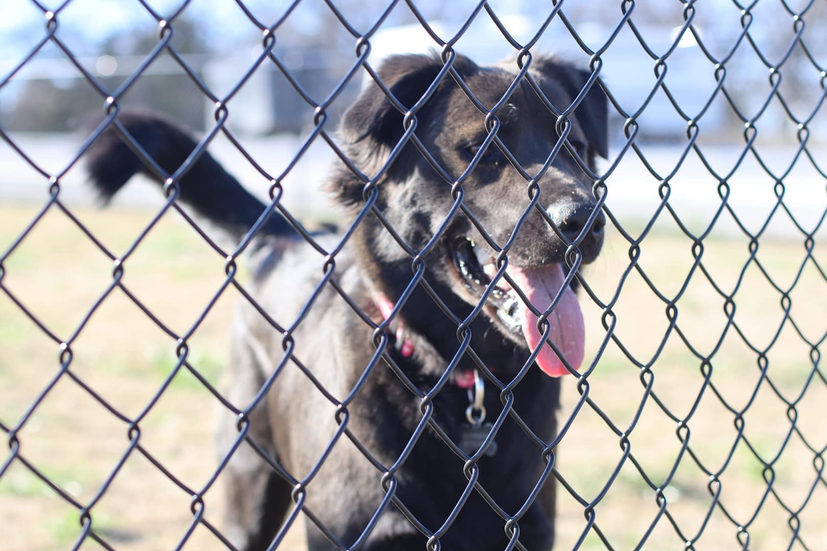 A dog is standing behind the fence of his pen. A dog is standing behind the fence of his pen.