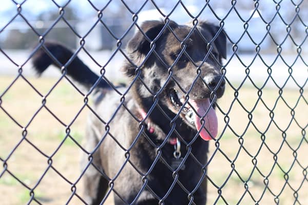 A dog is standing behind the fence of his pen.