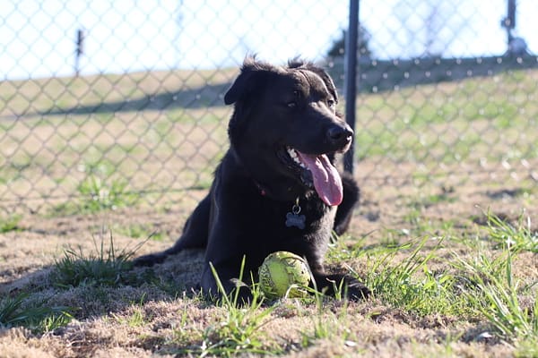 A dog laying in the grass with its tongue hanging out.